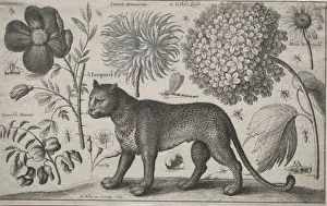 1607 1677 Prints: Animals and Plants: Leopard with Plants and Insects