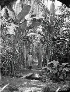 Jungle Prints: Annam, Cochin China (Vietnam), 1867. Creator: John Thomson