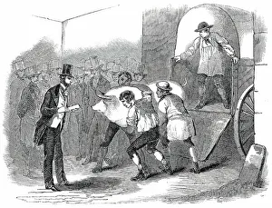 Smithfield Club Prints: The Annual Exhibition of the Smithfield Club - Bringing in Fat Pig, 1850. Creator: Unknown
