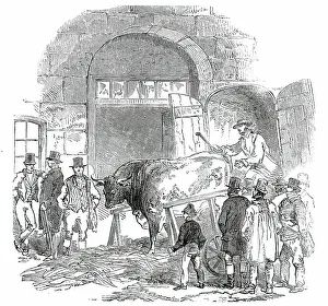 Smithfield Club Prints: The Annual Exhibition of the Smithfield Club - Bringing in Hereford Ox