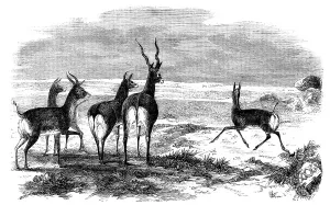 Antelopes Prints: Antelope-Hunting in India - Antelopes Startled, 1858. Creator: Unknown