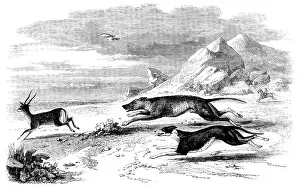 Hunting Dogs Prints: Antelope-Hunting in India - The Chase, 1858. Creator: Unknown