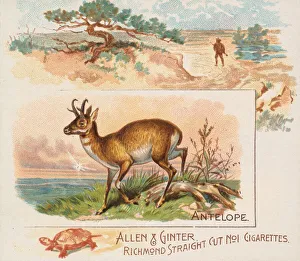 Antelope Prints: Antelope, from Quadrupeds series (N41) for Allen & Ginter Cigarettes, 1890