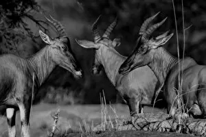 Horned Gallery: Antelopes Trio. Creator: Viet Chu