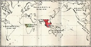 Anthropoidea - Hylobates (Red), Simia (Blue), Gorilla (Brown), Anthropopithecus (Green), 1897