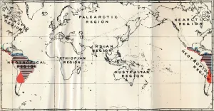 Primate Prints: Anthropoidea - V. Map distribution of Families Hapalidae (Red), and Cebidae (Blue), 1897