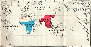 Lloyd Gallery: Anthropoidea - VI. Map distribution of various species (Blue) and Macacus (Red), 1897