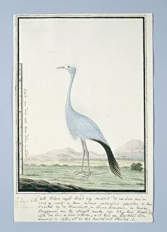 Vulnerable Prints: Anthropoides paradisea (Blue crane or Stanley crane)