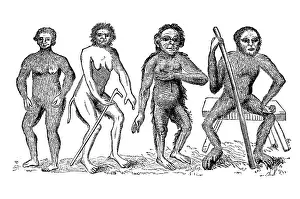 Darwin Prints: The Anthropomorpha of Linnaeus, c1760, (1863). Creator: Unknown