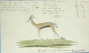 Watercolor Paint Prints: Antidorcas marsupialis (Springbok), 1774-1786. Creator: Robert Jacob Gordon