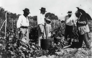 Pressing Prints: Antoine Lumiere inspecting grape harvest, n.d.. Creator: Frances Benjamin Johnston