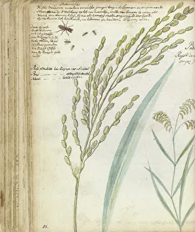 Brandes Jan Prints: Ants and rice, 1786. Creator: Jan Brandes