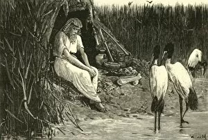 Stork Gallery: Anysis Concealed in the Marshes of the Delta, 1890. Creator: Unknown