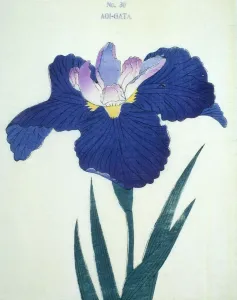 Aoi-Gata, No 30