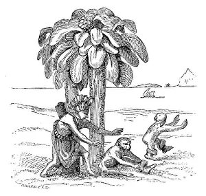 Darwin Prints: Apes on the banks of the Zaire, 1598, (1863). Creator: WH Wesley
