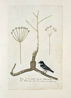 Apiacea or Umbeliffera, 1777-1786. Creator: Robert Jacob Gordon