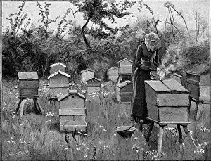 Beekeeping Collection: Apiary of wooden hives, Lismore, Ireland, 1890