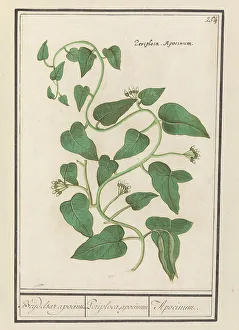 Succulent Prints: Apocynum, 1596-1610. Creators: Anselmus de Boodt, Elias Verhulst