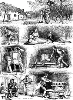 Flirting Prints: Apple-gathering and cider-making in Devonshire, 1883. Creator: Unknown