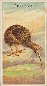 Bending Forwards Gallery: Apteryx, from the Birds of the Tropics series (N5) for Allen &