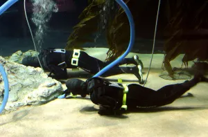 Aquarium Prints: Aquarium cleaners, Loro Parque, Tenerife, Canary Islands, 2007