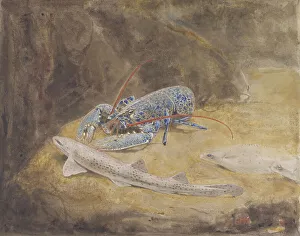 Aquarium Prints: Aquarium with three North Sea fish: lobster