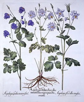 German School 17th Century Prints: Aquilegia, from Hortus Eystettensis, by Basil Besler (1561-1629), pub. 1613