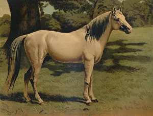 Charger Prints: The Arab Pony Charger of General Sir Hope Grant, c1879. Creator: Unknown