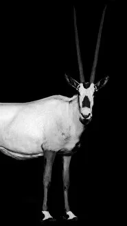 Viet Chu Gallery: Arabian Oryx. Creator: Viet Chu