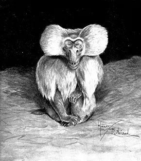Primate Prints: Arabian or Sacred Baboon, recently brought to this country, 1898. Creator: Unknown