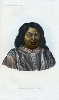 Araucano, Native of Chili, 1848