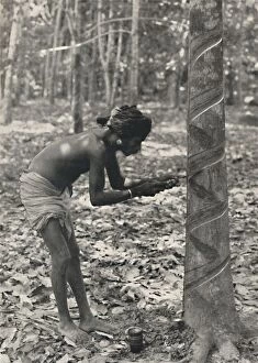 Plantation Worker Gallery: Arbeiter beim Anschneiden eines Gummibaumes (Spiralschnitt ist unwirtschaftlich und wird nicht mehr)