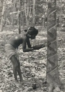 Plantation Worker Prints: Arbeiter beim Anschneiden eines Gummibaumes (Spiralschnitt ist unwirtschaftlich und wird nicht mehr)
