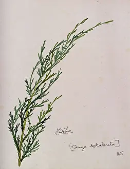 Branch Prints: Arbor-vitae (Thuja dolabrata): branch with leaves, c1900. Creator:s Kawano