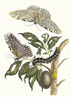 Botanical Illustration Gallery: Arbre de gomme-gutte. From the Book Metamorphosis insectorum Surinamensium, 1705