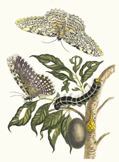 Plant Science Prints: Arbre de gomme-gutte. From the Book Metamorphosis insectorum Surinamensium, 1705