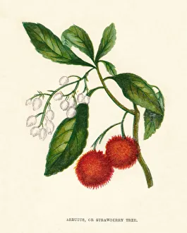 Arbutus, or Strawberry Tree, c1891, (1891). Artist: Anne Pratt