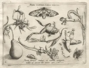 Archetypes and Studies: Death is the line that marks the end of all (Part II, plate 5), 1592