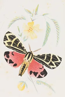 Prang Co Prints: Arctia Virgo, 1862. Creator: Louis Prang