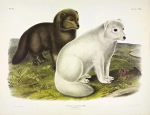 John James Audubon 1785 1851 Prints: Arctic Fox, Vulpes Lagopus, 1845 (colour lithograph)