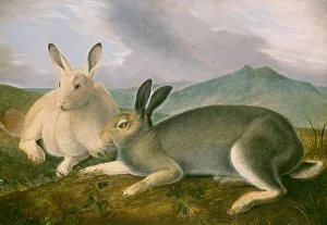 Zoology Prints: Arctic Hare, c. 1841. Creator: John James Audubon