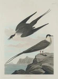 Arctic Jager, 1835. Creator: Robert Havell