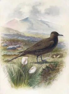 Arthur Landsborough Prints: Arctic or Richardsons Skua - Stercorarius crepida lus
