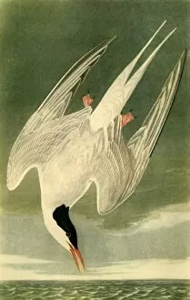 Audubon Gallery: Arctic Tern, 1835, (1942). Creator: John James Audubon