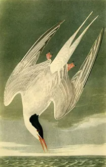 Diving Prints: Arctic Tern, 1835, (1942). Creator: John James Audubon