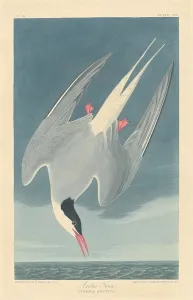 Sternidae Prints: Arctic Tern, 1835. Creator: Robert Havell
