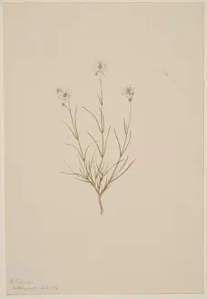 Fragile Prints: Arenaria formosa, 1904. Creator: Mary Vaux Walcott