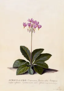 Aricula Ursi (Shooting Star), c. 1744 (hand coloured engraving)