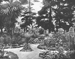 Agave Prints: Arizona Garden, Monterey, California, USA, c1900. Creator: Unknown