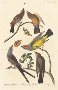 Crested Flycatcher Prints: Arkansaw Flycatcher, Swallow-tailed Flycatcher and Says Flycatcher, 1837